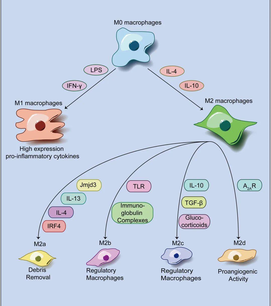 免疫鼠鼠大军来袭，快来pick你喜欢的队伍