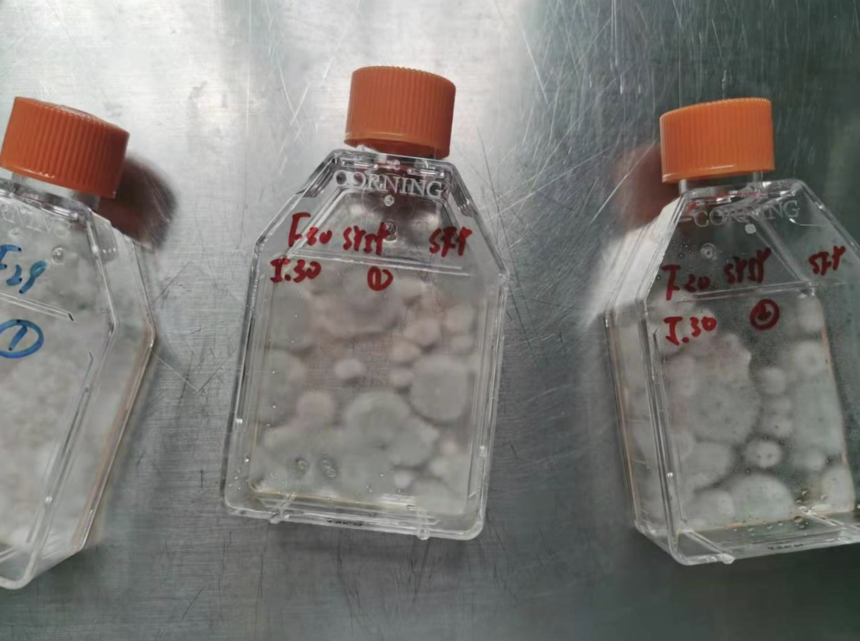 手把手教您识别真菌污染