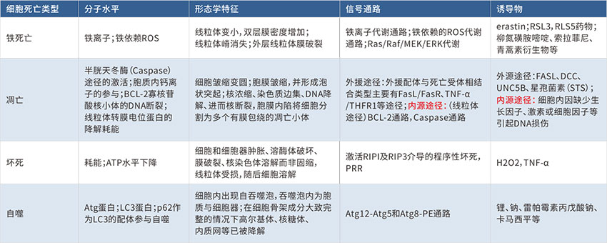 细胞铁死亡（Ferroptosis）相关产品线热卖中