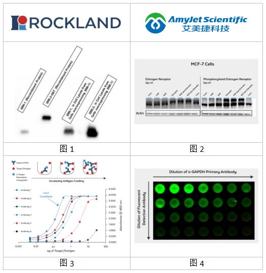 Rockland检测开发丨Rockland 免疫分析开发方案 Rockland检测开发丨Rockland 免疫分析开发方案