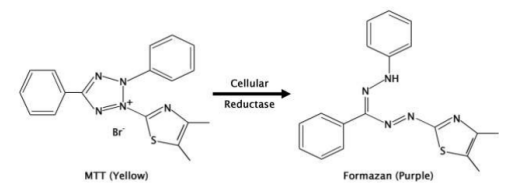 艾美捷MTT细胞增殖检测试剂盒测定方案 艾美捷MTT细胞增殖检测试剂盒测定方案