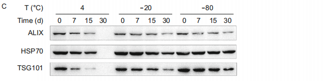 外泌体3.png 外泌体3.png