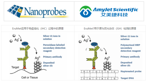 Nanoprobes 艾美捷 EnzMetTM - 新的生物标记和染色方法