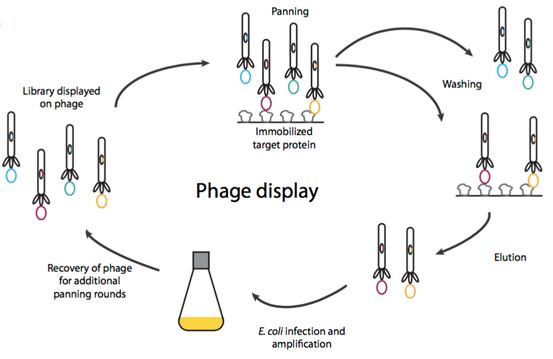 单域抗体文库构建；Single Domain Antibody Library