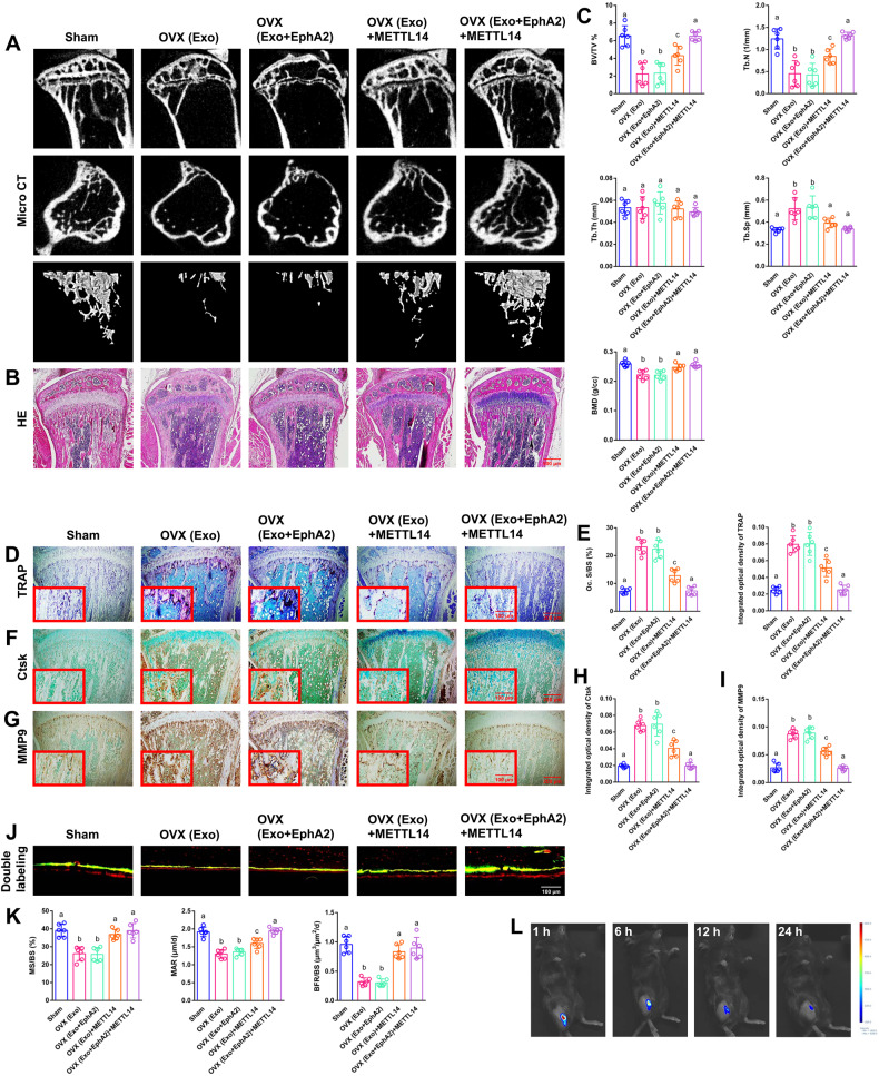 外泌体技术服务 外泌体技术服务