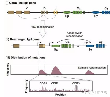 艾柏森抗体亲和力成熟技术