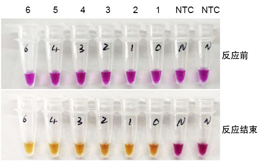 A3824 RNA/DNA LAMP Mix