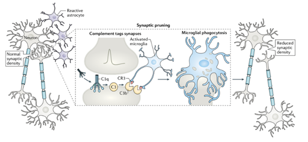 艾美捷补体经典途径研究之C1q 抗体解决方案