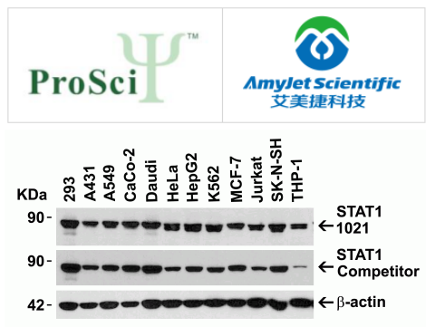 ProSci 艾美捷STAT1α抗体验证方案