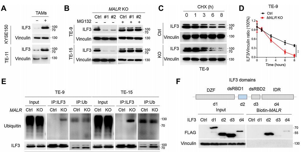 【客户文献解读,IF>11】食管癌的