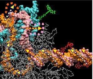 细胞表面RNA分子由细胞核内的基因组编码产生