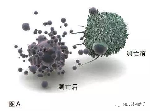 如何区分细胞凋亡与坏死