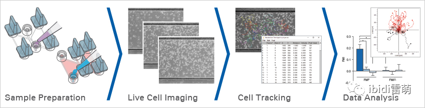 ibidi|开始实验前需要知道的问题之可视化的Transwell细胞趋化实验