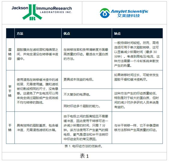 Jackson公司蛋白质电印迹方法&确认蛋白质转移