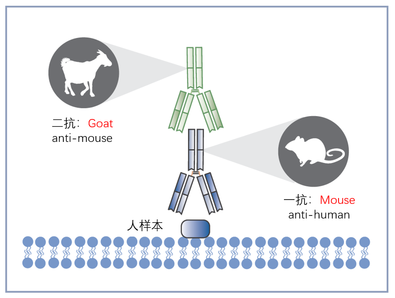 二抗选择超全攻略，一秒收藏！