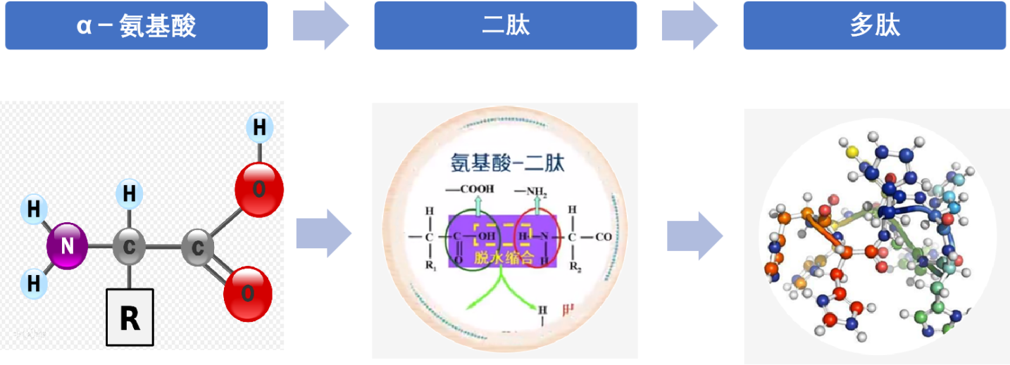 秘诀在手│多肽的恒久保存与轻松溶解术