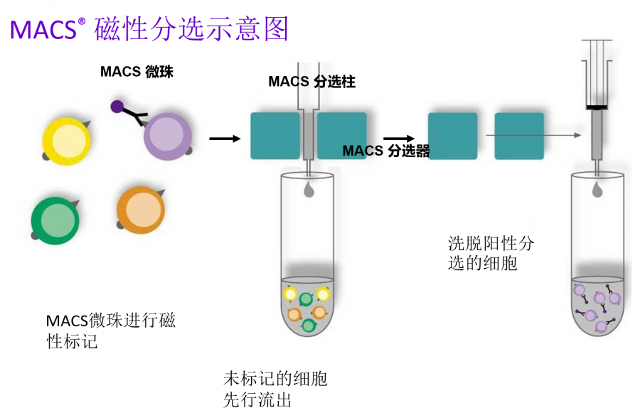 到底是磁珠分选还是流式分选？