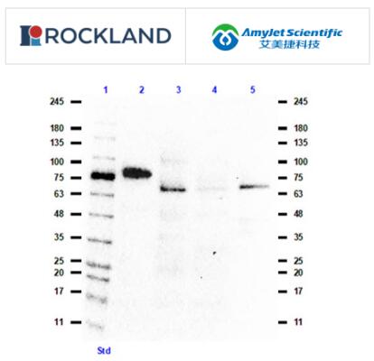 Rockland Immunochemicals丨艾美捷BMAL1抗体说明书 Rockland Immunochemicals丨艾美捷BMAL1抗体说明书