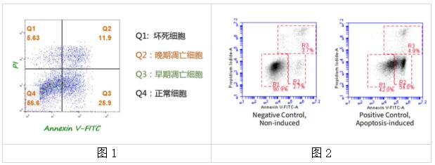 Annexin V-FITC/PI双染法细胞凋亡检测试剂盒,简单有效! Annexin V-FITC/PI双染法细胞凋亡检测试剂盒,简单有效!
