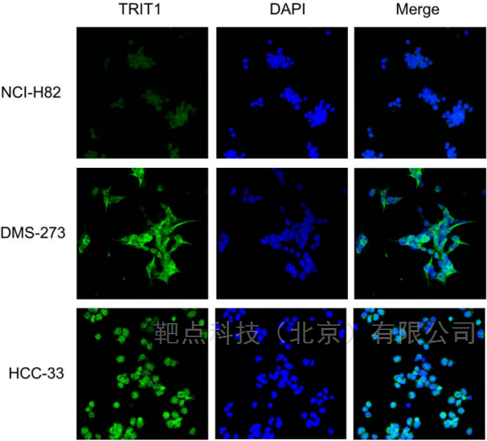 悬浮细胞免疫荧光专用玻片使用解决方案文献参考