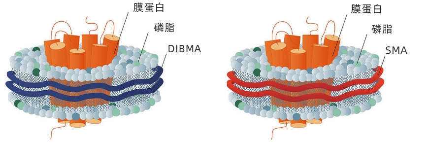 什么是合成纳米盘（Synthetic Nanodisc）？