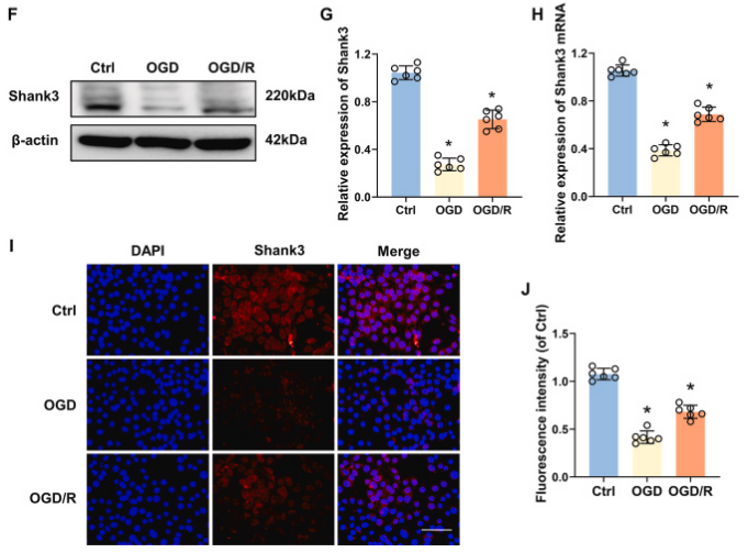 客户文献分享，IF＞11|Shank3：脑缺血再灌注损伤的守护者，揭示神经保护的新篇章