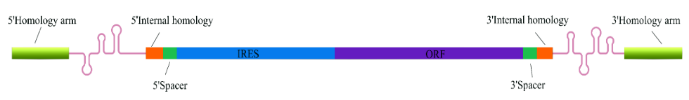 助力核酸药物开发----千支环状mRNA补贴上线