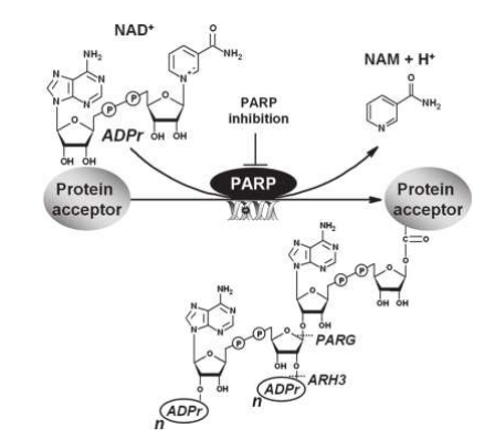 Cell Biolabs代理丨艾美捷丨多聚ADP-核糖ELISA检测试剂盒检测原理