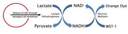 Cell Biolabs代理丨艾美捷丨乳酸脱氢酶细胞毒性检测   