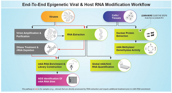 病毒RNA m6A甲基化定量检测、酶活性分析、抗体研究