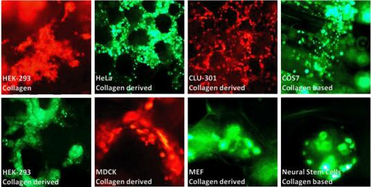OZ Biosciences-3D细胞培养支架核酸类型和结果展示 OZ Biosciences-3D细胞培养支架核酸类型和结果展示