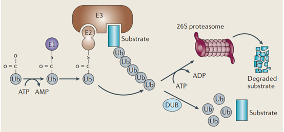 癌症中的泛素化和细胞因子：揭示肿瘤发展的关键机制