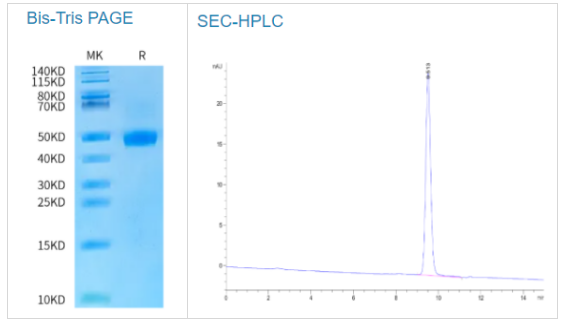 大鼠LRG1蛋白限时促销！优惠狂欢
