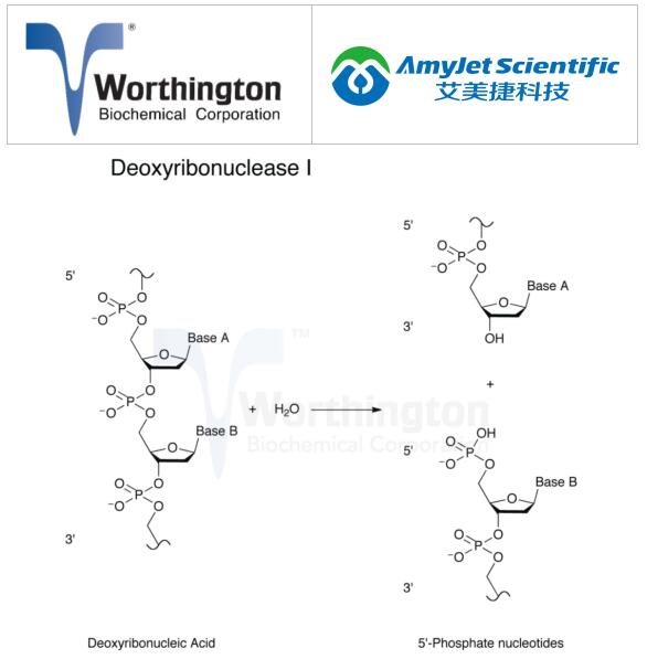 Worthington核心酶——脱氧核糖核酸酶 I Worthington核心酶——脱氧核糖核酸酶 I