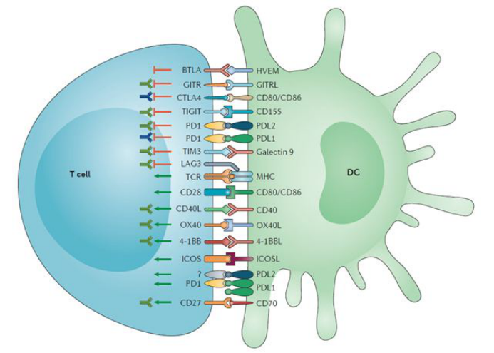 L-HTRF-助力免疫检查点抑制剂筛选实验