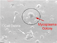 识破各种污染，拯救您的细胞