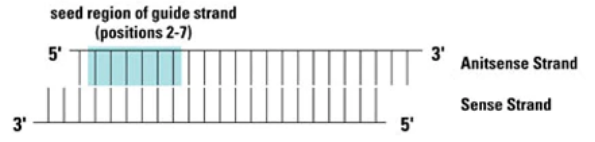siRNA——你不知道的那些小奥秘