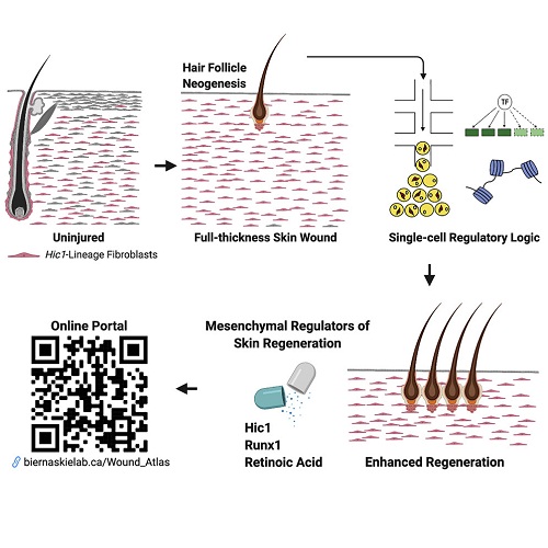 Cell Stem Cell：皮肤在重度烧伤后如何再生？