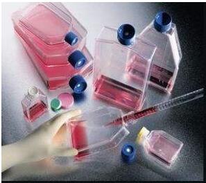 细胞不贴壁的原因和解决方法