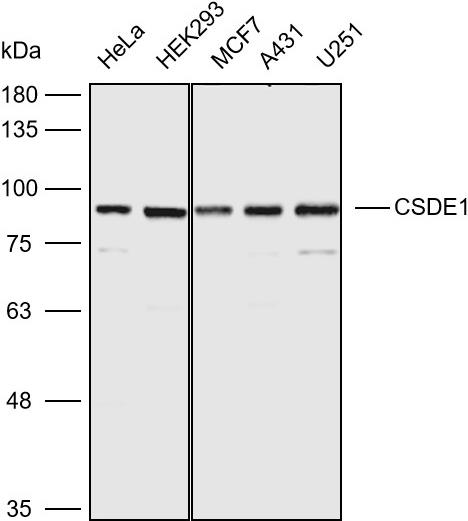 抗体产品星推荐第八期|Anti-CSDE1 Polyclonal Antibody