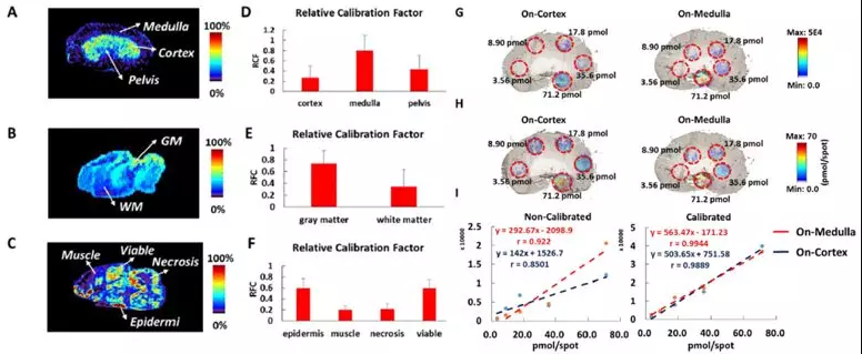 空间代谢组学实现异质性生物组织中待测物准确定量质谱成像