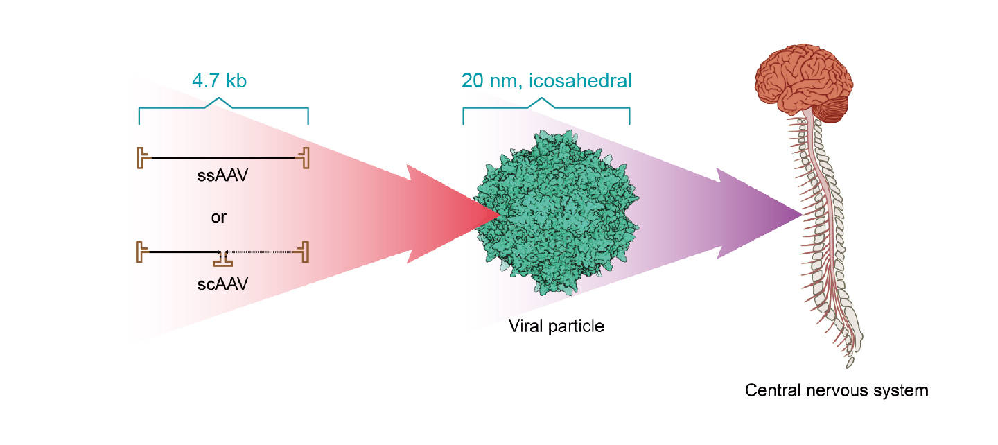载体家小课堂 | AAV在神经系统研究中的应用 