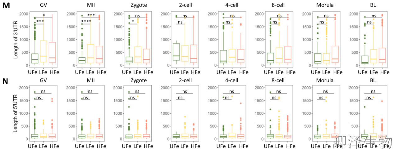 【翻译图谱】 | 解码生命最初48小时：科学家首次绘制小鼠胚胎发育翻译组高清图谱