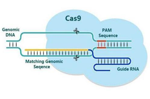 研究证明CRISPR/Cas9系统在治疗侵入性癌症方面非常有效