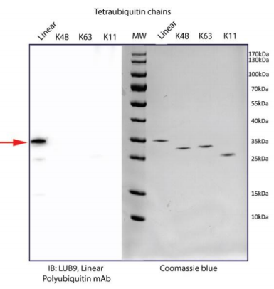 LifeSensors线性多泛素抗体（MAb;克隆 LUB9）科研好物，限时特惠