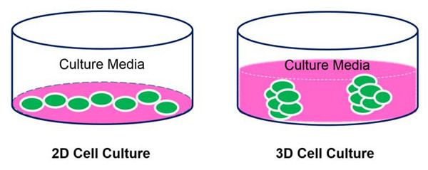 艾美捷 MyBioSource 3D细胞培养 MyBioSource解决方案