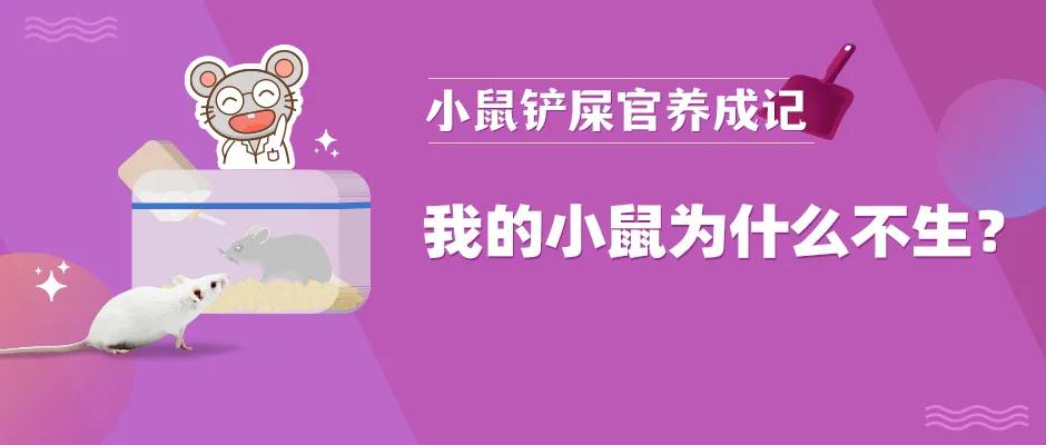 看看小鼠不生有哪些原因？