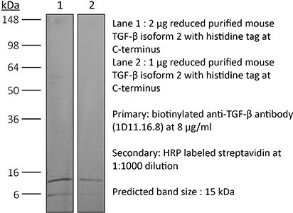 BioXcell特色产品推荐之： InVivoMAb anti-mouse/human/rat/monkey/hamster/canine/bovine TGF-β