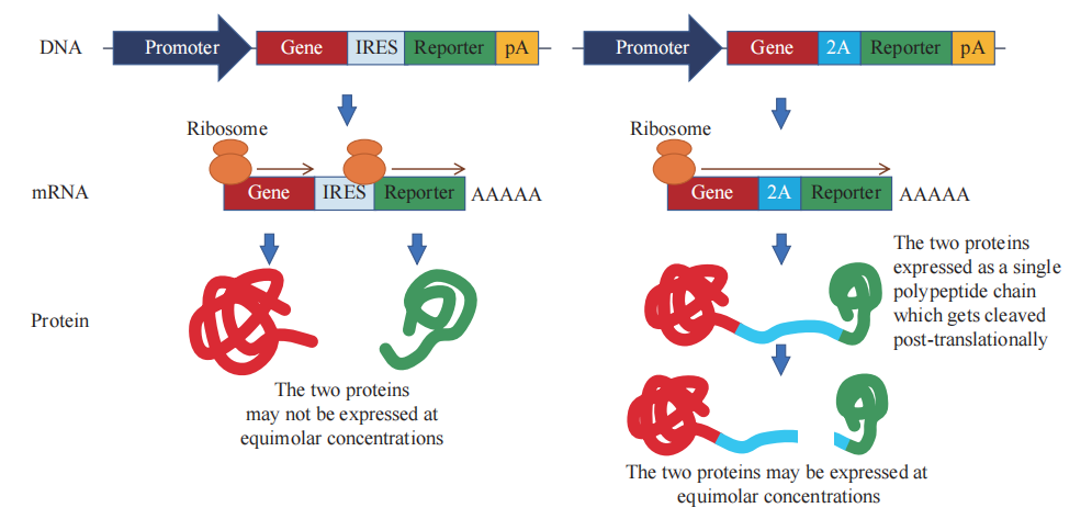 快看，这只小鼠会发光~