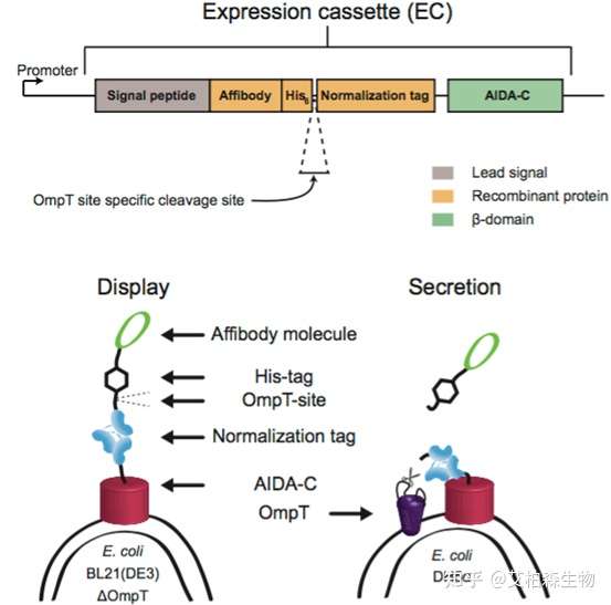 技术服务|细菌表面展示技术